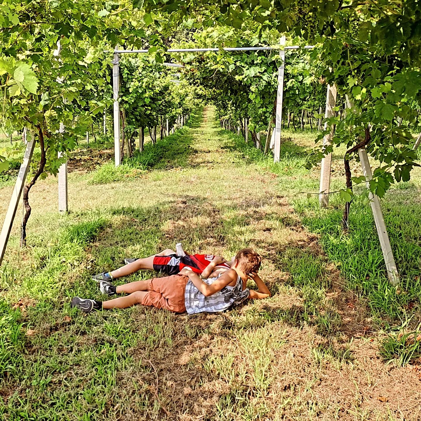 Grazie per la visita @oratorio_madonna_di_miralta_ ❤️ #wineblogger #winelover #wine #erbalucedicaluso #erbaluce #canavese #piemonte #moncrivello #italy🇮🇹 #moncravel

#piedmont #piemont #italie #vercelli #italien #ピエモンテ #イタリア #피에몬테 #이탈리아